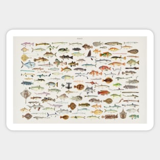 Fish Chart Sticker